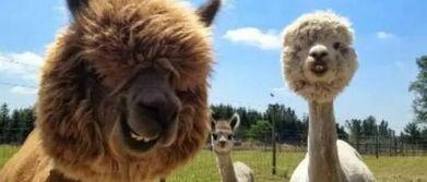 羊驼棉棉特性爆料视频,保暖舒适，环保时尚新宠  第1张